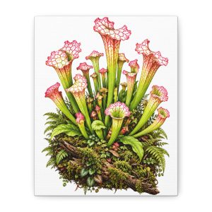 Pitcher Plant Botanical Canvas Art