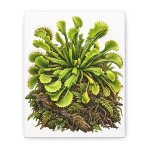 Venus Flytrap Botanical Canvas Print