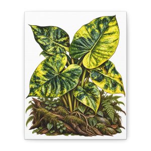 Alocasia Variegated Botanical Canvas Art