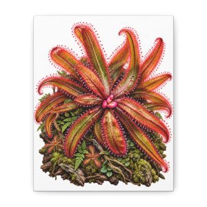 Tropical Sundew Botanical Canvas Print