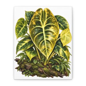 Alocasia Sedenii Aurea Botanical Canvas Art