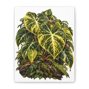 Alocasia Black Velvet Golden Variegated Botanical Canvas Art