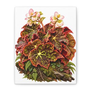 Begonia Botanical Art Print