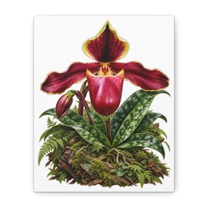 Red Lady Slipper Stretched Wall Art