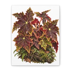 Begonia Rex Botanical Canvas Print