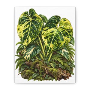 Anthurium Clari Var Botanical Canvas Art