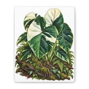 Alocasia Maharani Albo Botanical Canvas Art